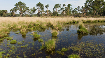 Natuurfoto met gras, water en bomen